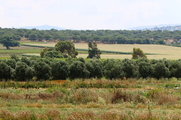 Rural landscape in northern Israel. © shimon