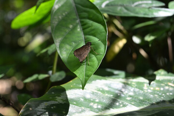 Angle view of a small, dark small branded swift butterfly sits on a leaf's surface