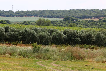 Rural landscape in northern Israel.