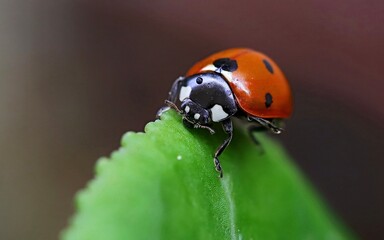 Fototapeta premium Coccenilla