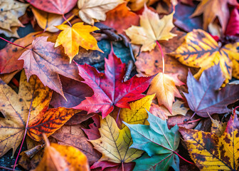 Macro background of colorful autumn dry leaf
