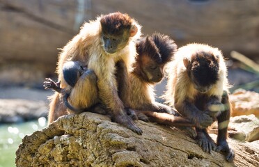 A family of small monkeys in their natural habitat. The playful interaction and close bond between the baby monkey and their parents.