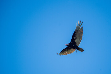 Turkey Vulture Gliding in a Clear Blue Sky
