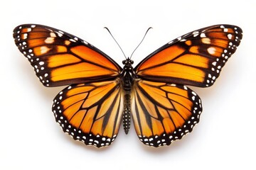 Fototapeta premium A close-up of a monarch butterfly with its wings spread wide, showcasing the intricate patterns of its orange and black wings against a clean white background. The image symbolizes beauty, nature, tra
