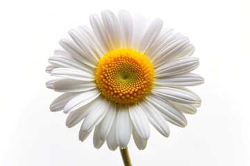 A single daisy flower with white petals and a yellow center is isolated on a white background. The flower is in focus, with the background blurred. It symbolizes purity, innocence, new beginnings, pea