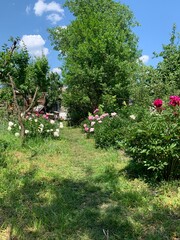 garden in spring. photo of a dacha, path with peony bushes