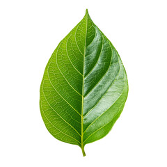 Single Leaf PNG