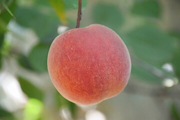 Peach fruit isolated on white background, Fresh Peach on White Background