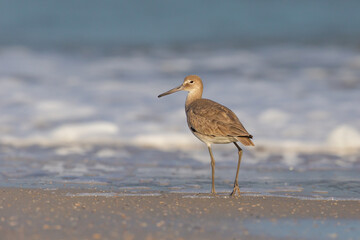 Willet