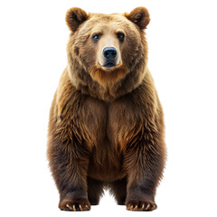 Fototapeta premium brown bear isolated