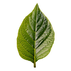 Obraz premium Single Leaf PNG
