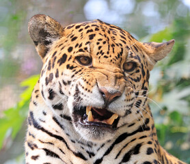 Jaguar female portrait with green background