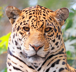 Naklejka premium Jaguar female portrait with green background