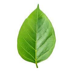 Obraz premium Single Leaf PNG
