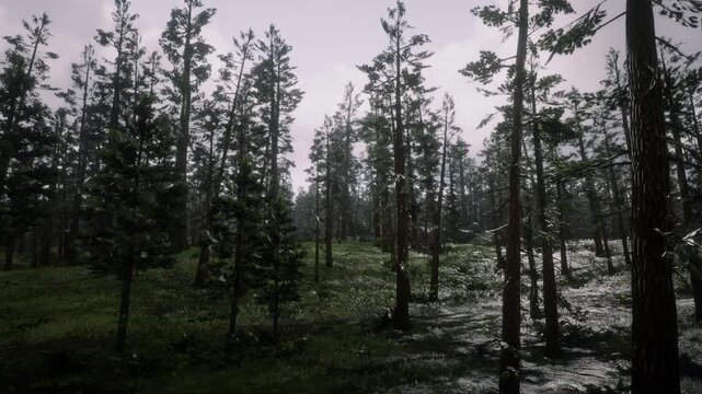 3D. USA. California. The Sierra Nevada Mountains. Shiny wet forest