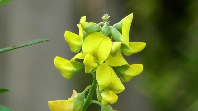 beautiful yellow flower wind blooming
