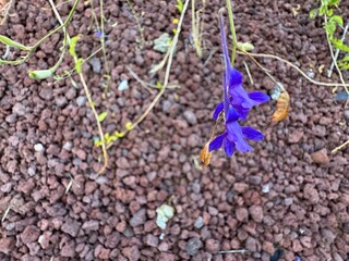 Consolida regalis purple flower on brown volcanic pumice stone background. Forked larkspur, Doubtful knight's spur, rocket larkspur and field larkspur. Floral desktop background. Close-up.