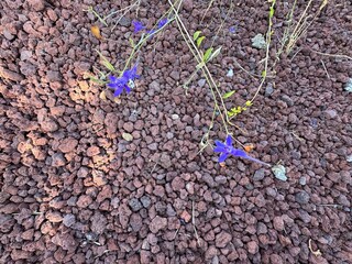 Consolida regalis purple flower on brown volcanic pumice stone background. Forked larkspur, Doubtful knight's spur, rocket larkspur and field larkspur. Floral desktop background. Close-up.