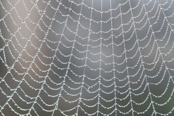 A detailed close up view of a spider web adorned with dew drops on it