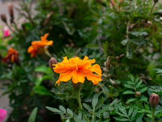caléndula naranja flores