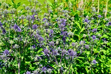 Purple and green Eryngium alpinum flowers in a lush garden on a sunny day