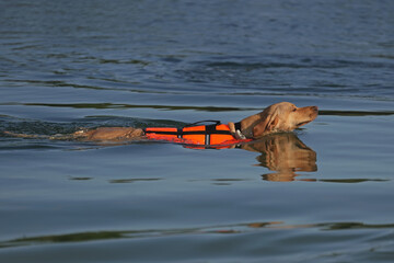 Young beige Eurohound (European sled dog) swimming outdoors in a lake in summer wearing an orange reflective dog safety vest