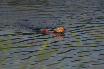 Young beige Eurohound (European sled dog) swimming outdoors in a lake in summer wearing an orange reflective dog safety vest