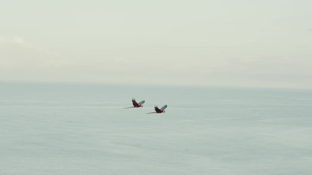 Limpet birds flying on the beach, 60 fps, 4k