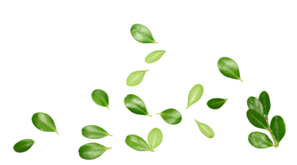 Green boxwood leaves flying isolated on white background