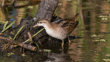 red winged blackbird