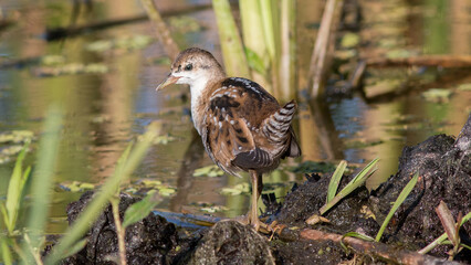 great crested grebe