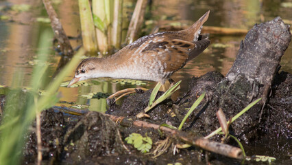 Little Crake in the Marsh
