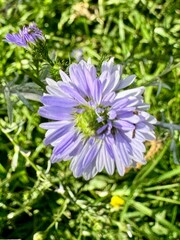 purple flowers in the garden