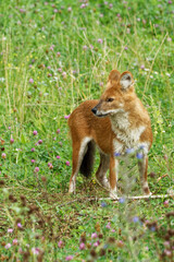 A dhole playing around in green grass.