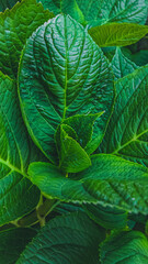 green leaves background