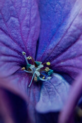 macro of a flower