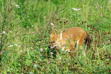 A dhole playing around in green grass.
