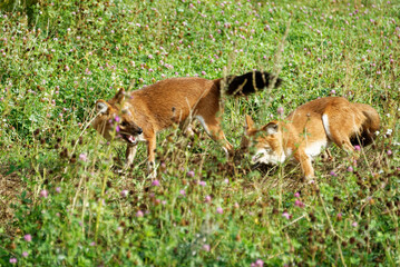 A dhole playing around in green grass.