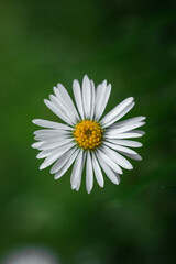 Obraz premium daisy flower