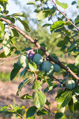 Ripe plums on a tree. Harvesting