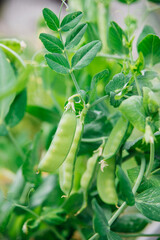 Green peas grow in the garden. Beautiful close-up of fresh green peas and pea pods. Healthy eating.