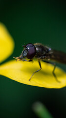 fly on leaf