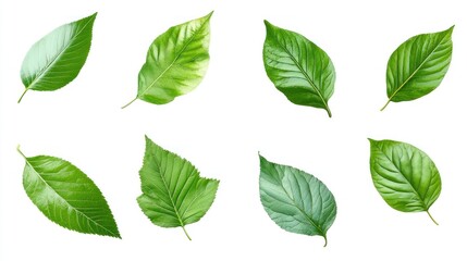 Fototapeta premium Green Leaves Collection