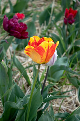 Fototapeta premium Bright yellow tulip in a sunny meadow with blurry background