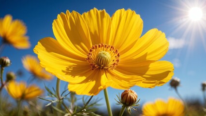 Obraz premium The yellow cosmos flower blooms against the background of sunlight and blue sky.