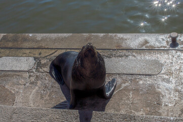 Leão-Marinho no Porto de Punta del Este - Uruguai