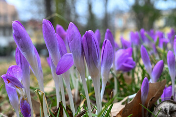 Krokusy