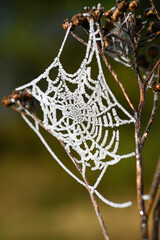 Sień pająka - przymrozek