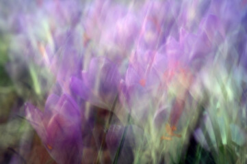 Krokusy - surrealizm