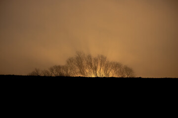 Drzewa tuż przed wschodem słońca